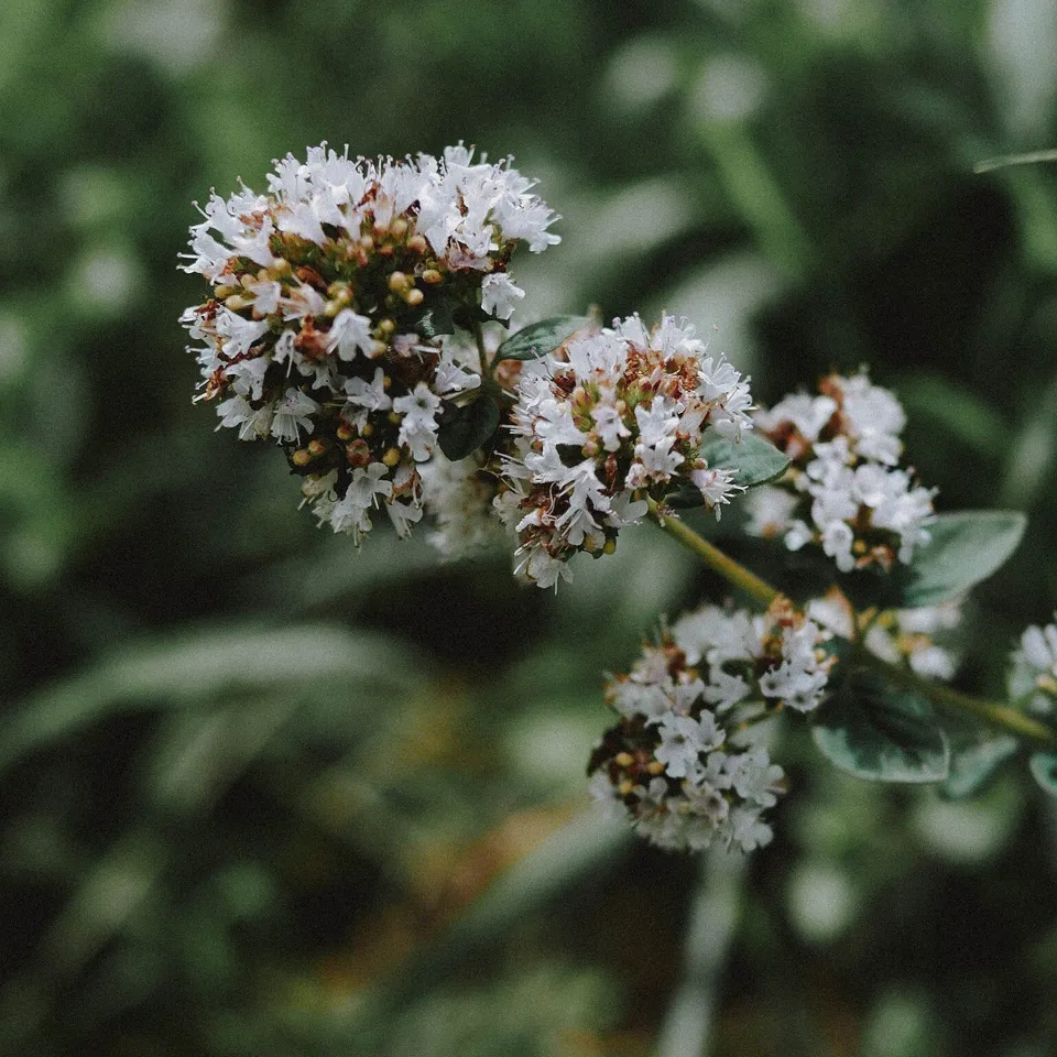Gewone oregano