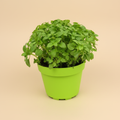 Ocimum - Struikbasilicum op warme beige studioachtergrond
