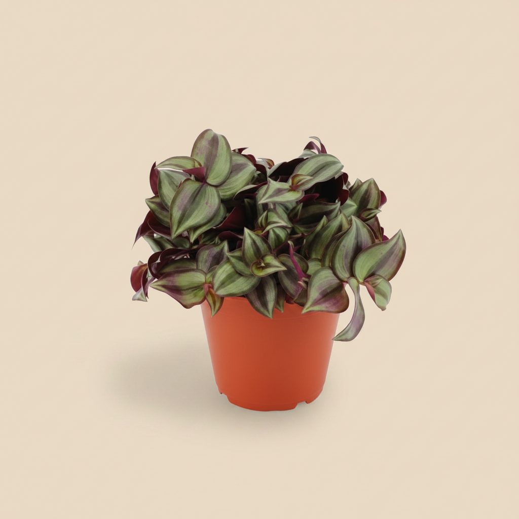 Tradescantia Zebrina Violet Hill – beige studioachtergrond