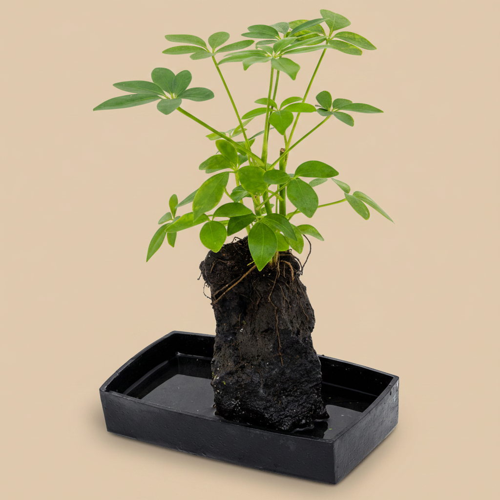Schefflera Lova – warme beige studioachtergrond