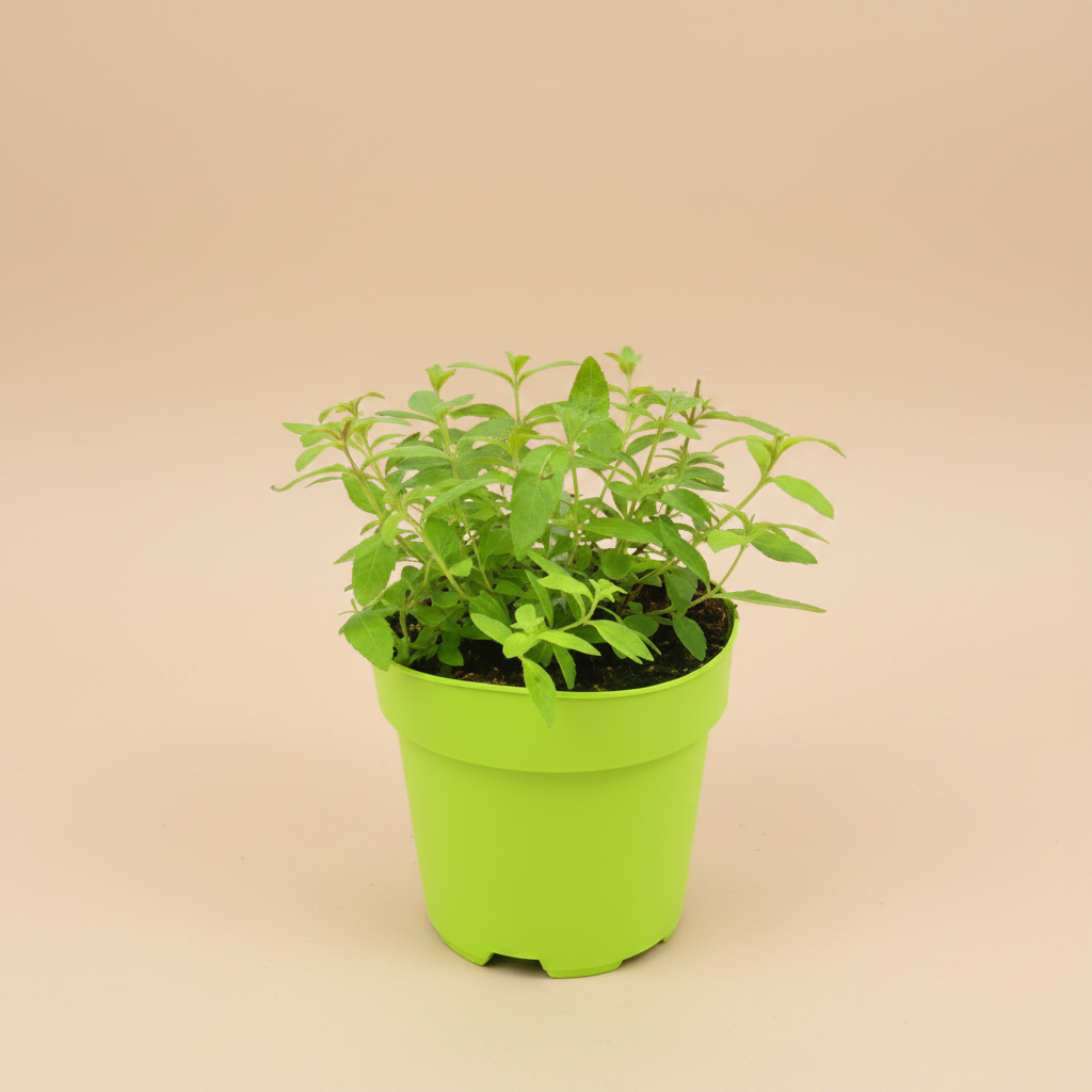 Lippia Citriodora - Citroenverbena