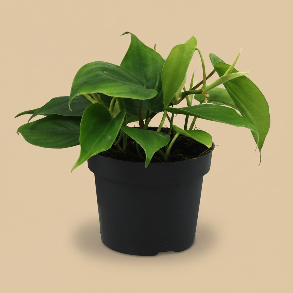 Philodendron Scandens in keramische pot met warme beige studioachtergrond
