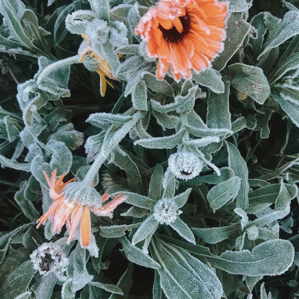 Goudsbloem