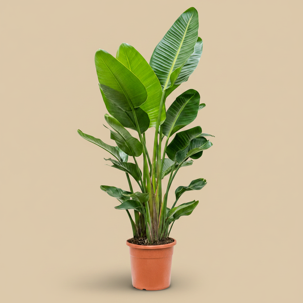Strelitzia nicolai in pot op warme beige studioachtergrond