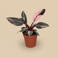 Philodendron Pink Princess Marble – warme beige studioachtergrond