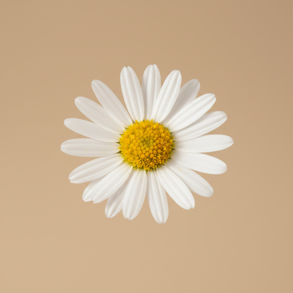 Brachyscome bloem close-up beige studioachtergrond