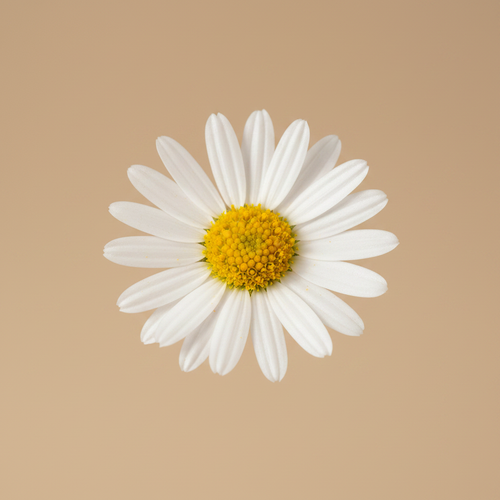 Brachyscome bloem close-up beige studioachtergrond