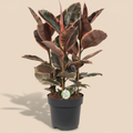Ficus Elastica Belize – warme beige studioachtergrond