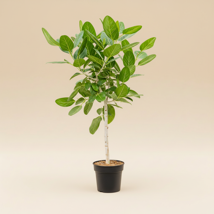 Ficus benghalensis Audrey - Witte Vijgenboom met stam