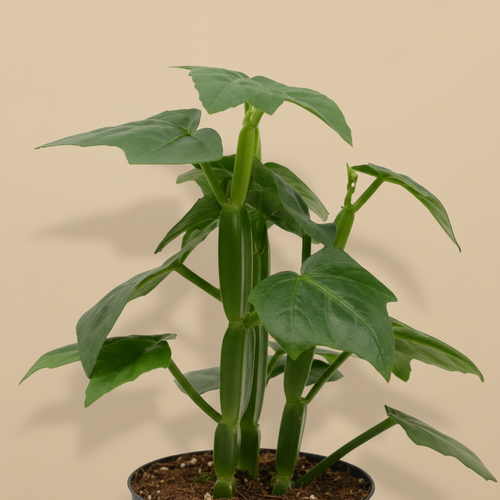 Cissus Quadrangularis 12 CM - close-up stengels en bladeren