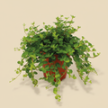 Peperomia Rotundifolia – warme beige studioachtergrond
