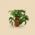 Monstera Minima (kleinbladig) – warme beige studioachtergrond