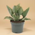 Kalanchoe beharensis studio packshot
