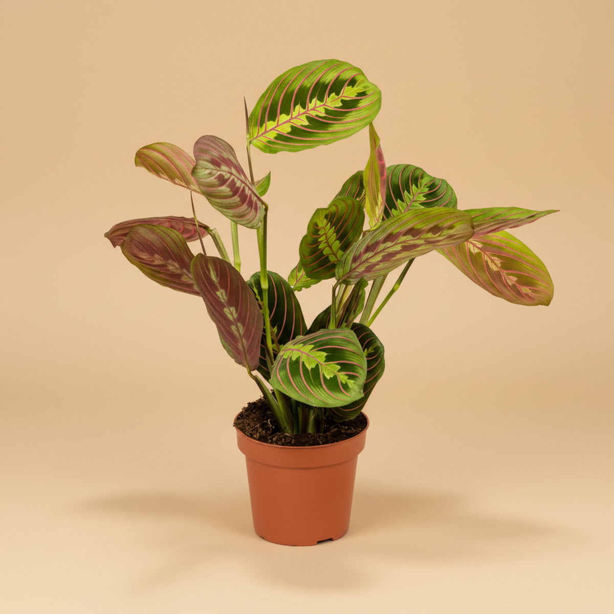 Maranta leuconeura 'Fascinator' — studio sample v2 (AI) beige style — voor review