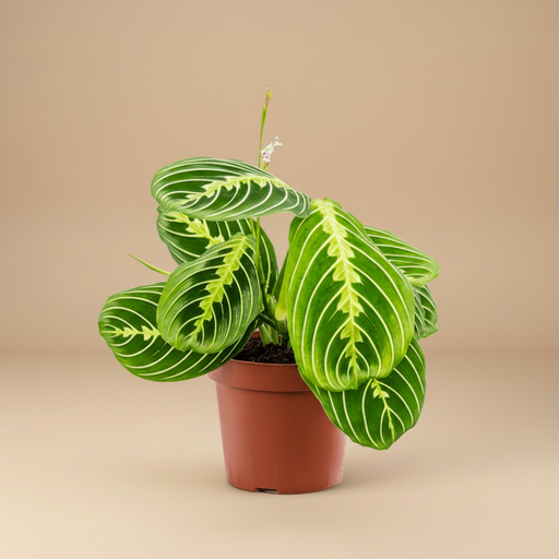 Maranta leuconeura Lemon studio packshot
