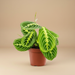 Maranta leuconeura Lemon studio packshot