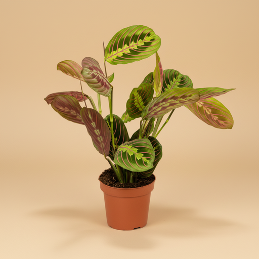 Maranta leuconeura packshot