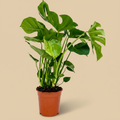 Monstera deliciosa – warme beige studioachtergrond