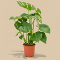 Monstera deliciosa warme beige studioachtergrond