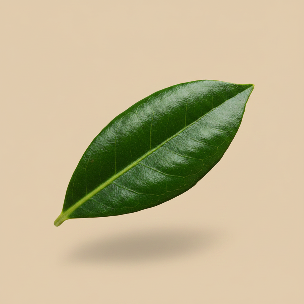 Pittosporum tobira - close-up blad