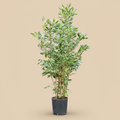 Pittosporum tobira - warme beige studioachtergrond