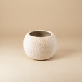 Sunny Creme - ZZ1 - VZ1 | catalogusfoto