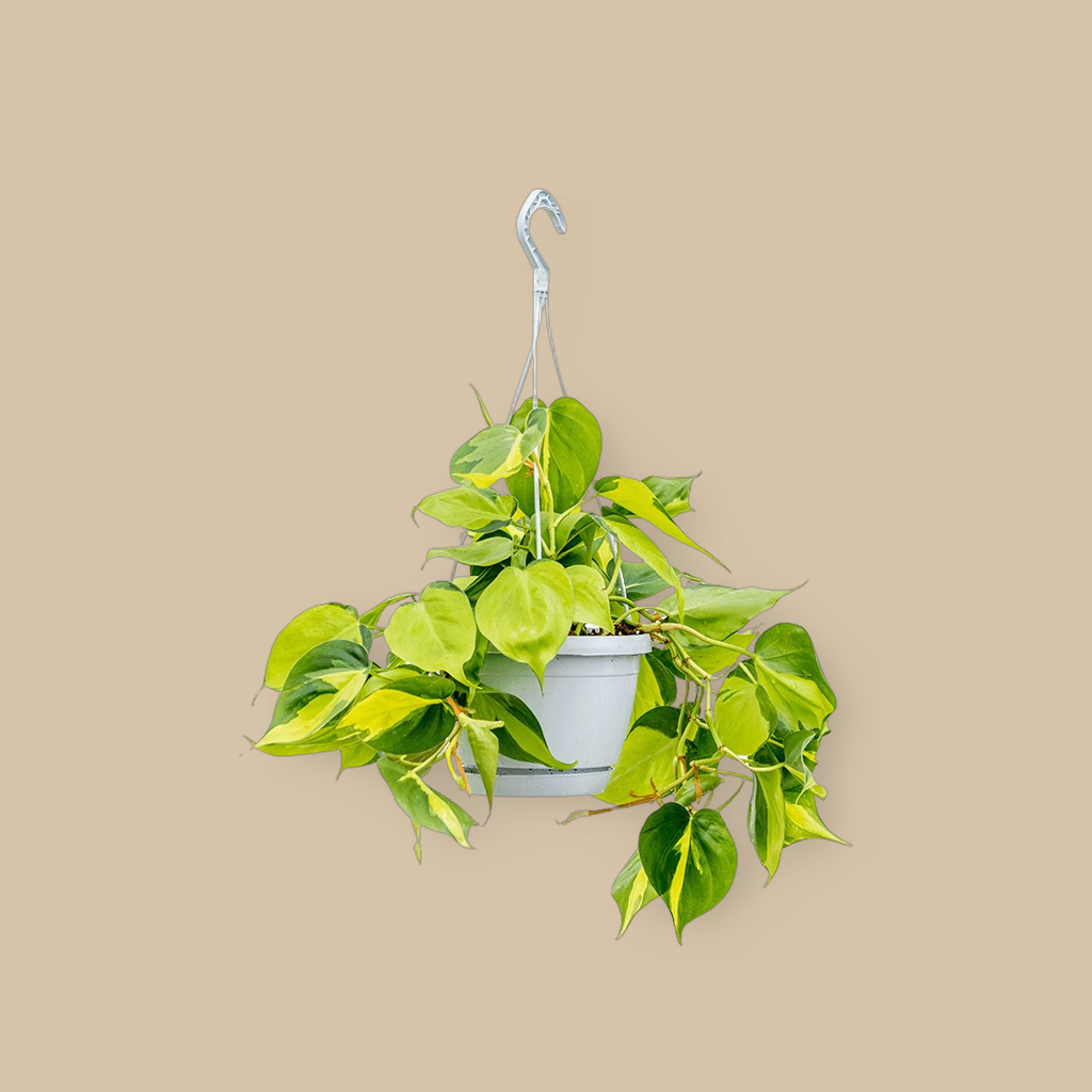 Philodendron scandens 'Brasil' | catalogusfoto