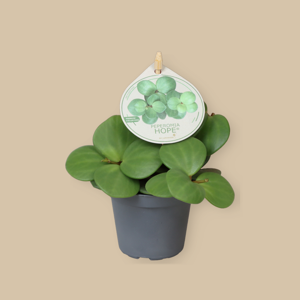 Peperomia tetraphylla 'Hope' | catalogusfoto