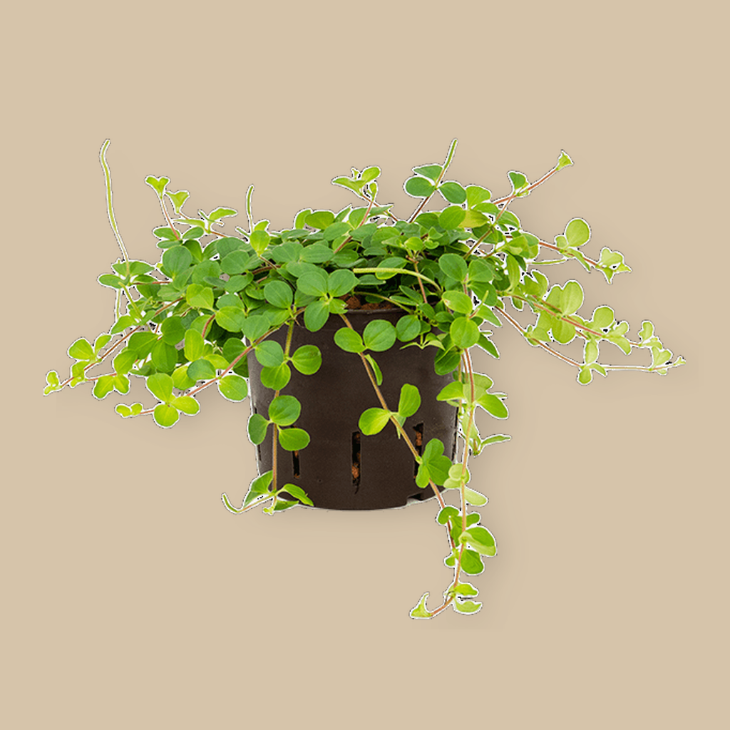 Peperomia rotundifolia | catalogusfoto