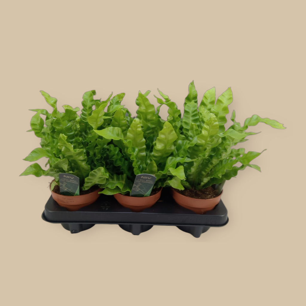 Asplenium nidus 'Crispy Wave' | catalogusfoto