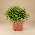 Rhipsalis burchellii studio packshot