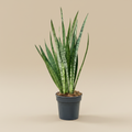 Sansevieria Silver Princess – warme beige studioachtergrond