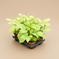 Schefflera actinophylla 'Golden Amate' – warme beige studioachtergrond