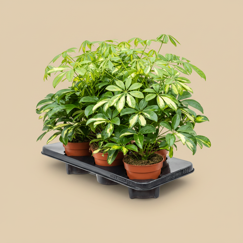 Schefflera arboricola 'Gerda' – warme beige studioachtergrond