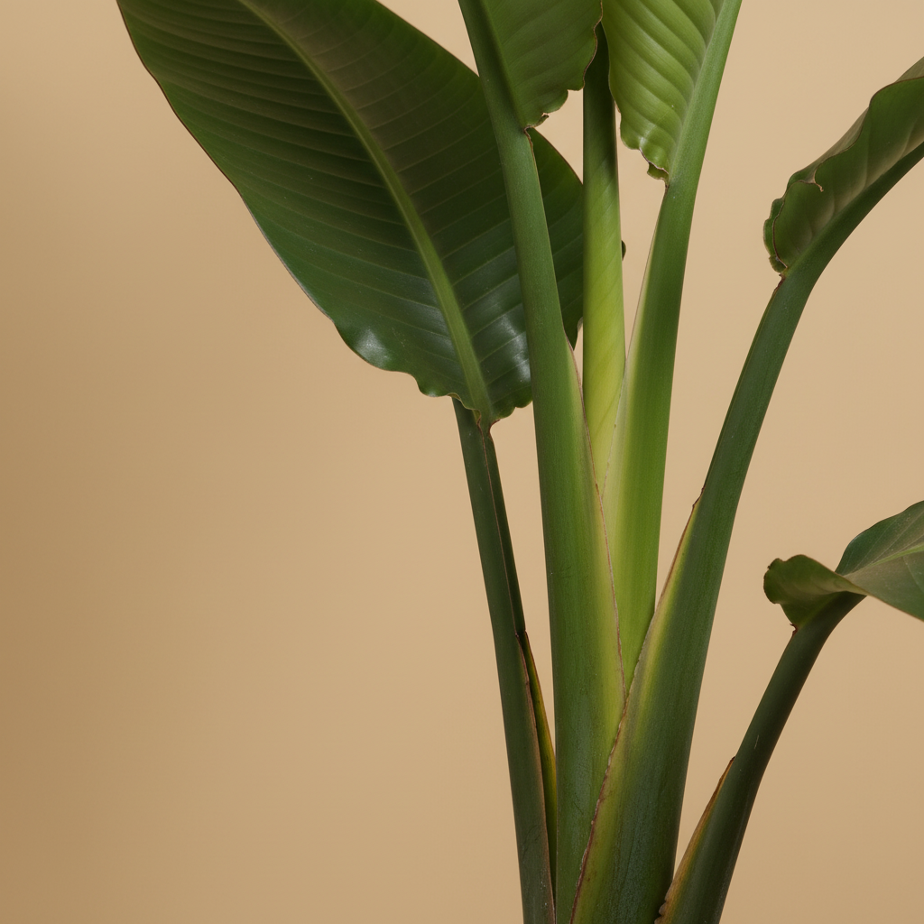 Strelitzia nicolai