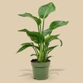 Strelitzia nicolai – warme beige studioachtergrond