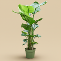 Strelitzia nicolai