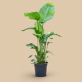 Strelitzia nicolai studio packshot