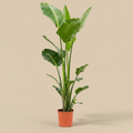 Strelitzia nicolai – warme beige studioachtergrond