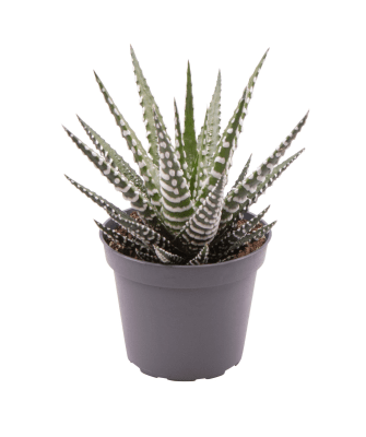 Haworthia fasciata Big Band zebraplant in kwekerspot Ø6 cm