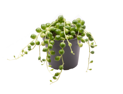 Senecio herreianus erwtenplantje hangplant in kwekerspot Ø6 cm