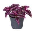 Tradescantia zebrina Pink Paradise hangplantje in kwekerspot Ø6 cm