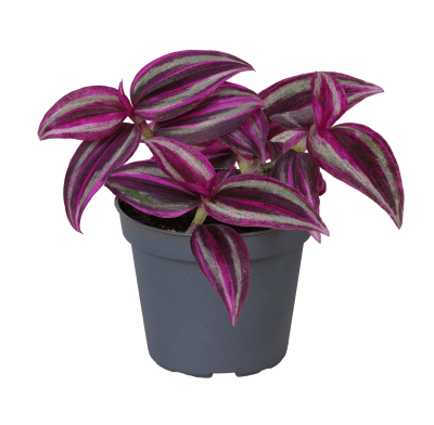 Tradescantia zebrina Pink Paradise hangplantje in kwekerspot Ø6 cm