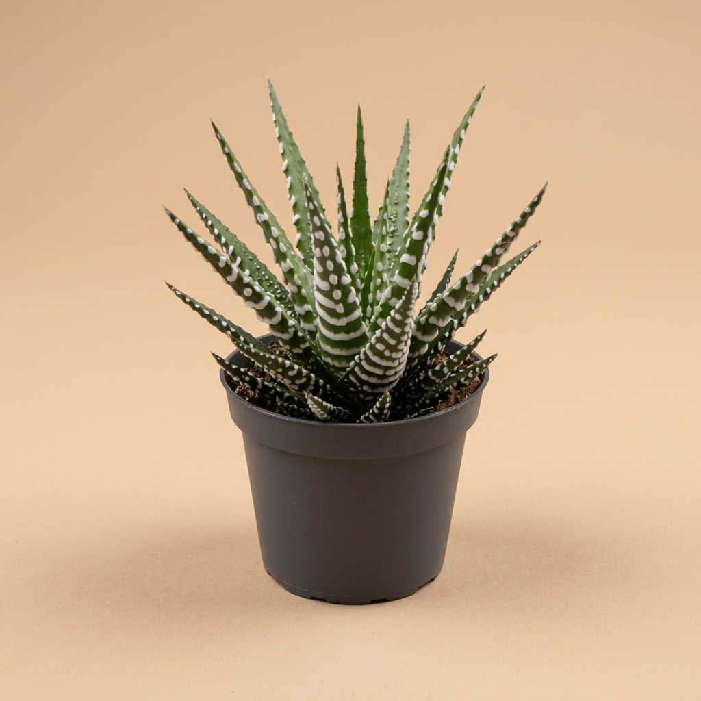 Haworthia fasciata Big Band | catalogusfoto