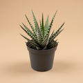 Haworthia fasciata Big Band | catalogusfoto