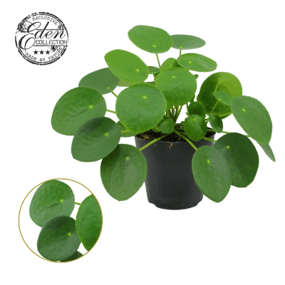 Pilea peperomioides pannenkoekenplant in kwekerspot