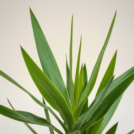 Yucca elephantipes bladeren detail