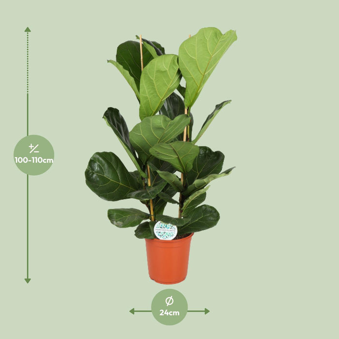 Ficus Lyrata - Ø24cm - ↕110cm - Stera